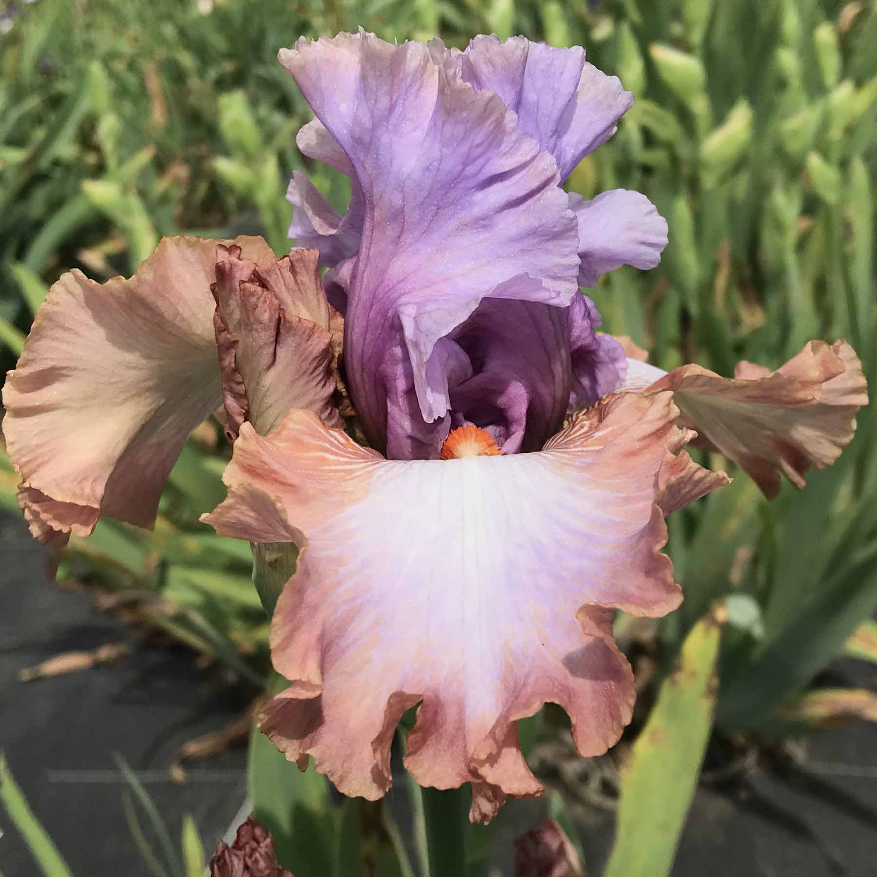 KISS THE PRINCESS.jpg